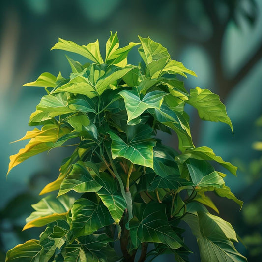 Ficus Lyrata (Fidel)