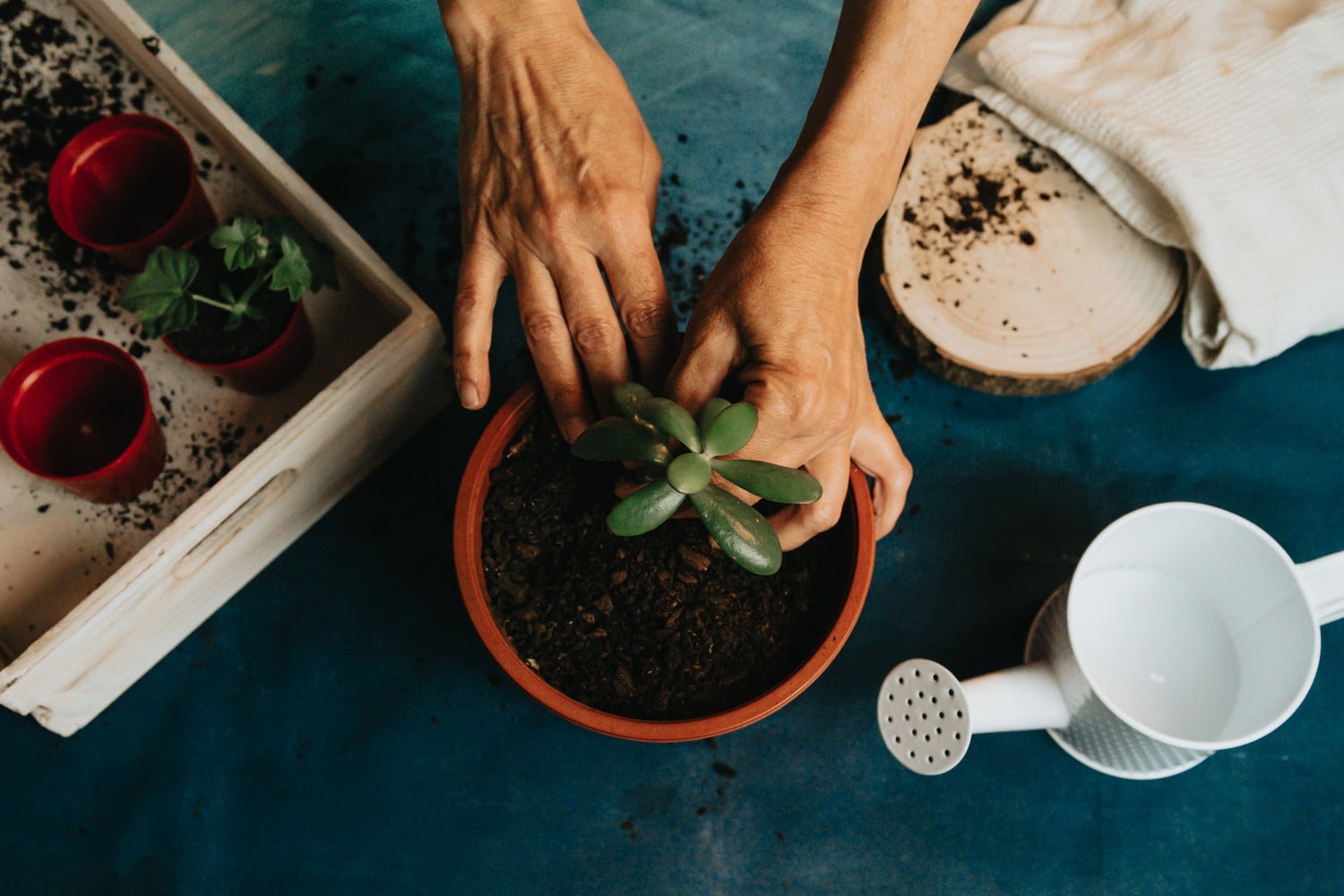 Plantas exóticas